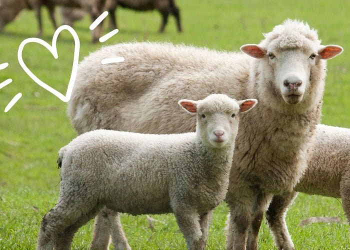 Hva er mulesing? - Guttelus.no